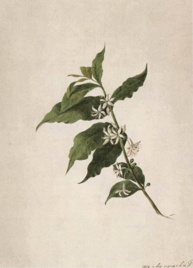 Coffea arabica